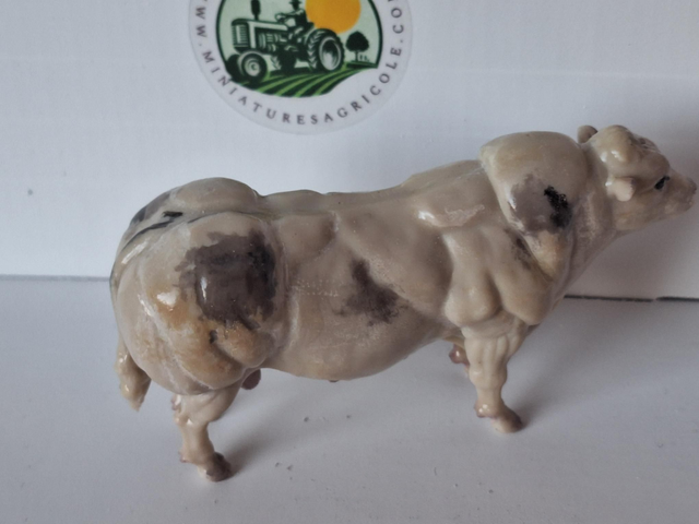 Miniature taureau bleu blanc belge BBB3