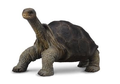 Collecta 88619 Galapagos Tortue Géante - (M)