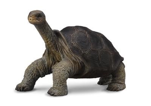 Collecta 88619 Galapagos Tortue Géante - (M)