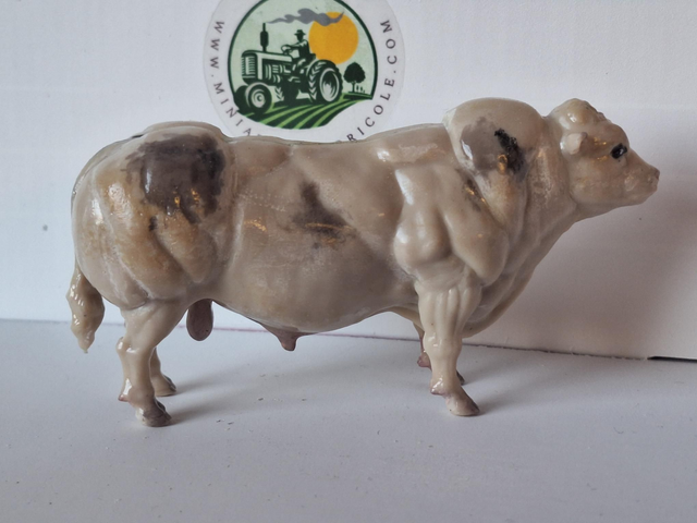 Miniature taureau bleu blanc belge BBB3
