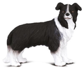 Collecta 88010 - Border Collie - Maat M