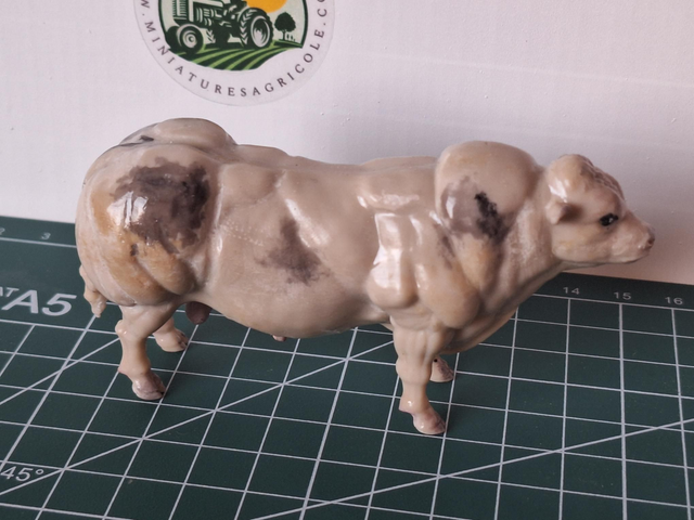 Miniature taureau bleu blanc belge BBB3